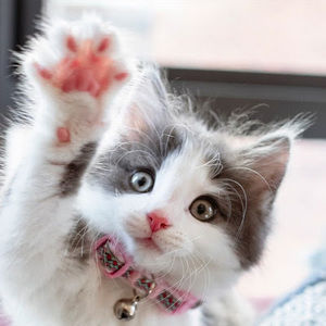 Meet your Posher, Sally